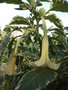 vignette brugmansia variagata