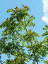 vignette Ailanthus altissima ?