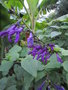 vignette salvia guaranitica