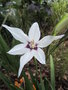 vignette acidanthera murielae