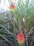 vignette kniphofia uvaria