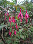 vignette fuchsia magellanica 'riccartonii'