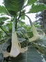 vignette brugmansia variagata