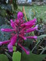 vignette salvia involucrata 'bethellii'