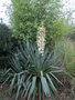 vignette yucca recurvifolia