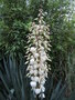 vignette yucca recurvifolia