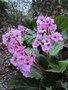 vignette bergenia ciliata