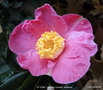 vignette Camlia ' ST EWE ' camellia hybride  williamsii