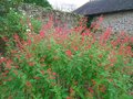 vignette Salvia elegans, sauge rouge d'automne