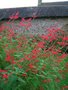 vignette Salvia elegans, sauge rouge d'automne