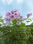 vignette Dahlia imperialis = Dahlia arborea -Dahlia bambou ou Dahlia imperial