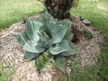 vignette Agave ovatifolia 1