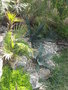vignette Brahea decumbens Butia agave ovatifolia / salmiana
