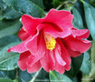 vignette Camlia ' FREEDOM BELL ' camellia hybride