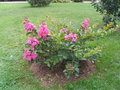 vignette Lagerstroemia hybride Hopi