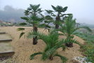 vignette Trachycarpus wagnerianus & Phoenix canariensis