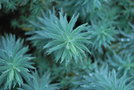 vignette Euphorbia pithyusa