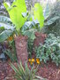 vignette musa sikkimensis 'red tiger' protection hivernale