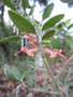 vignette grevillea miqueliana