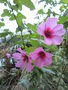 vignette anisodontea capensis