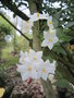 vignette solanum jasminoides