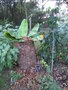 vignette musa sikkimensis 'manipur' protection hivernale