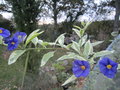 vignette solanum rantonetti 'variagata'