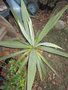 vignette cordyline indivisa