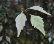 vignette Premna japonica / Lamiaceae / Japon