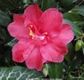 vignette Camlia ' DIAMOND HEAD ' camellia hybride reticulata