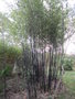 vignette Phyllostachys nigra