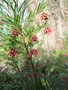 vignette grevillea rosmarinifolia