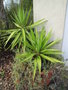 vignette yucca elephantipes