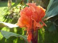 vignette Hedychium greenii