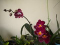 vignette phalaenopsis et miltonia