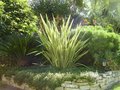 vignette Phormium tenax variegata