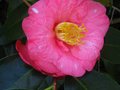 vignette Camellia japonica Lady clare gros plan au 13 11 11