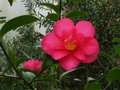 vignette Camellia Hiemalis Kanjiro trs lumineux au 28 11 11