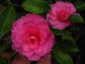 vignette Camellia hiemalis Chansonnette gros plan au 07 11 11
