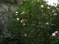 vignette Camellias en compagnie au 27 11 11