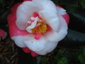 vignette Camellia japonica R.L.Wheeler variegated gros plan au 23 11 11