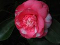 vignette Camellia japonica Elegans gros plan au 27 11 11