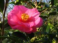 vignette Camellia Williamsii Brigadoon au 26 11 11