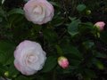 vignette Camellia japonica Desire au 26 11 11