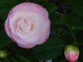 vignette Camellia japonica Desire gros plan au 22 11 11