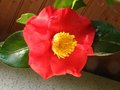vignette Camellia japonica Grand Prix autre vue au 23 11 11