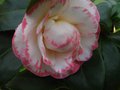vignette Camellia japonica Margareth Davies picottee première fleur au 30 11 11