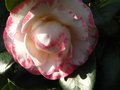 vignette Camellia japonica Margareth Davies picottee autre vue au 30 11 11