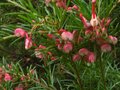 vignette Grevillea rosmarinifolia gros plan au 26 11 11