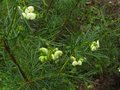 vignette Grevillea gracilis alba au 26 11 11